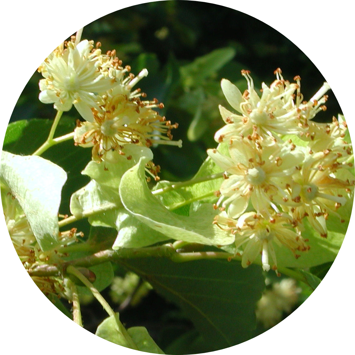 Linden Flowers